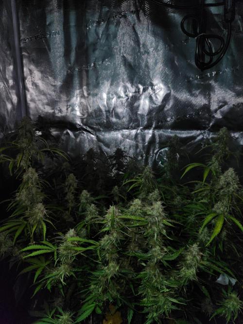 Blue bourban  auto. Week 10