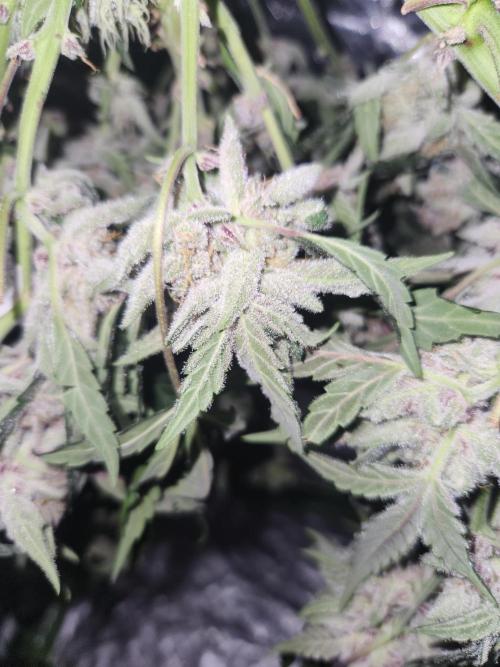 Giga glue auto. Week 11