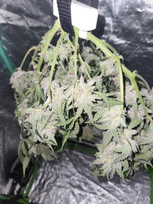 Giga glue auto. Week 11