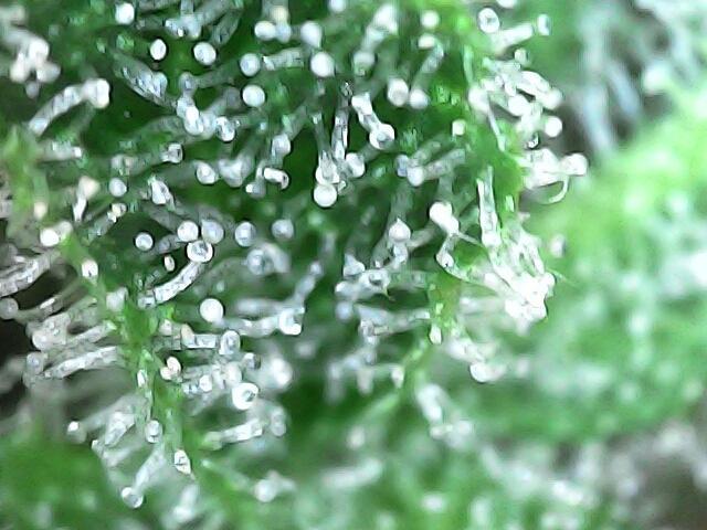 Blue bourban  auto. Week 11