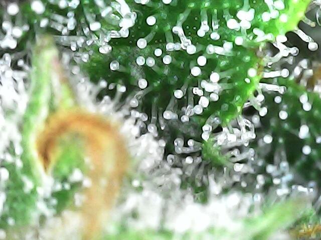 Blue bourban  auto. Week 11