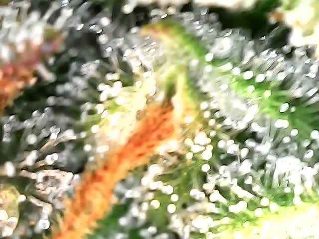 Blue bourban  auto