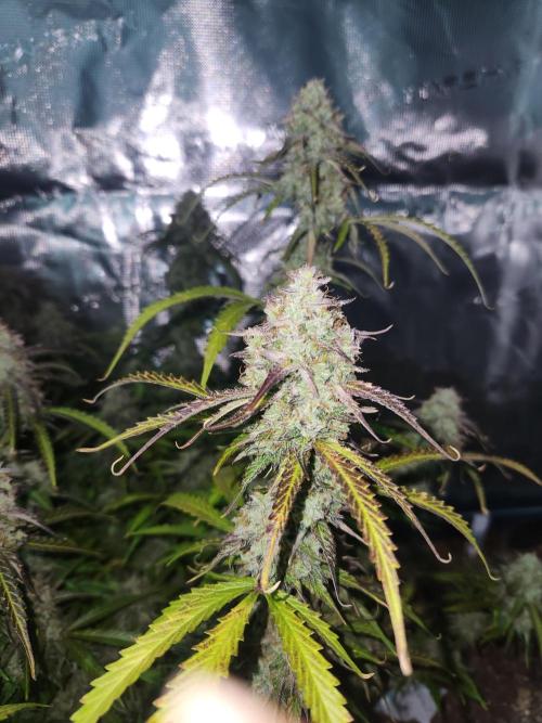 Blue bourban  auto. Week 11