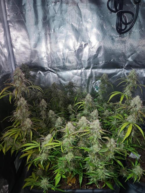 Blue bourban  auto. Week 11