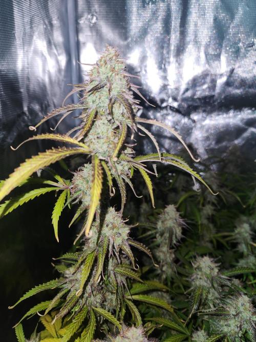 Blue bourban  auto. Week 11