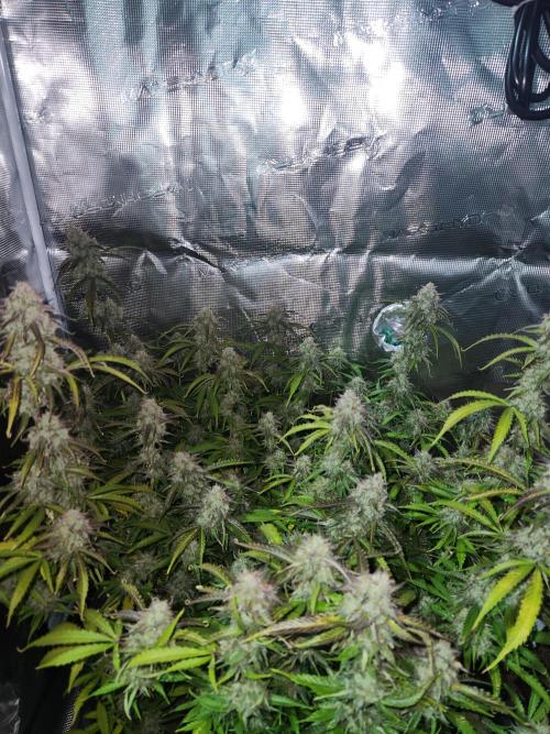 Blue bourban  auto. Week 11