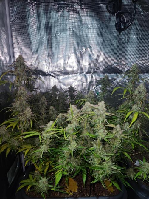 Blue bourban  auto. Week 11