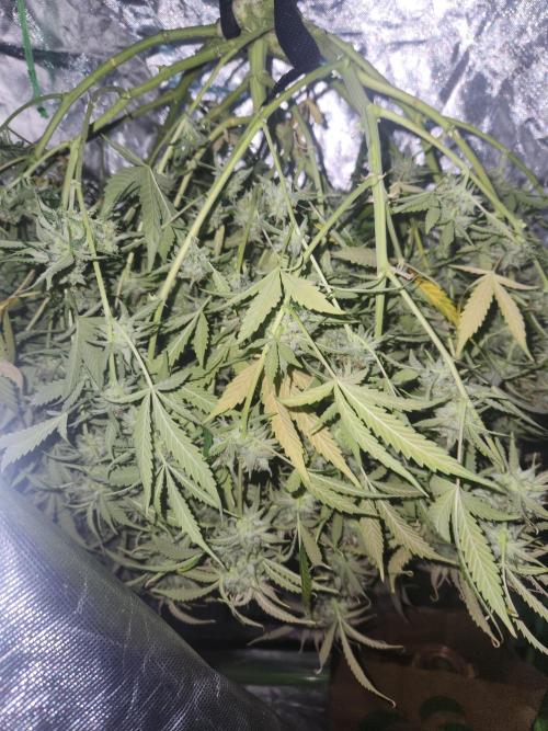 Blue bourban  auto. Week 12