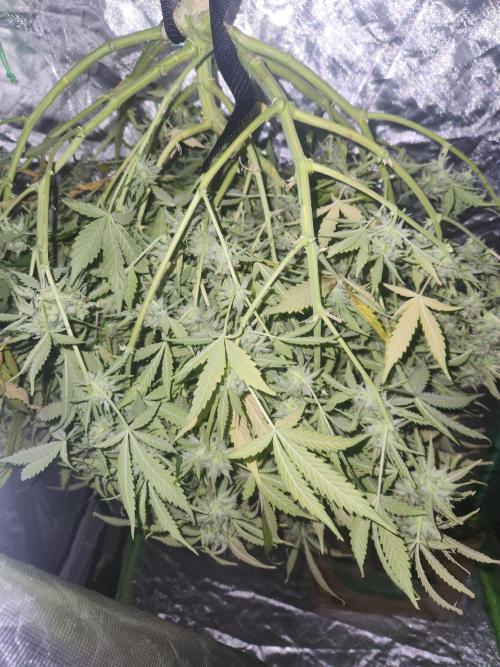 Blue bourban  auto. Week 12