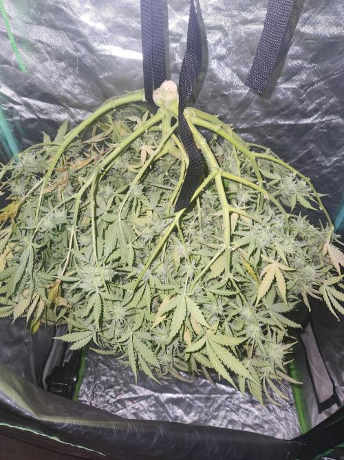 Blue bourban  auto. Week 12