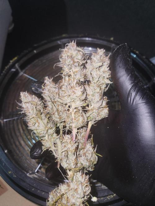 Blue bourban  auto. Week 12