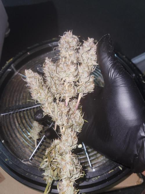 Blue bourban  auto. Week 12