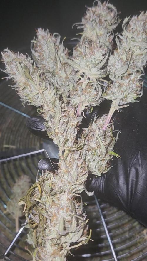 Blue bourban auto