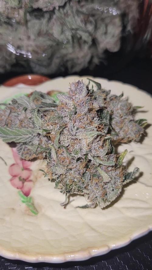 Giga glue auto