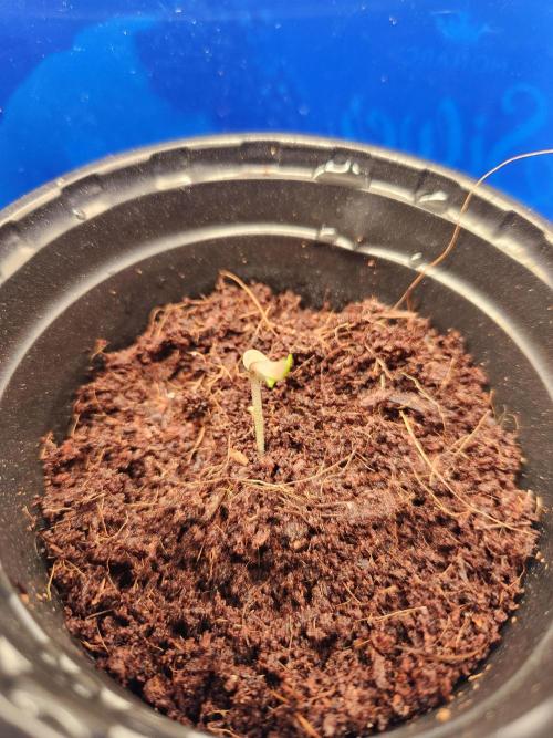 Atrocious auto. Week 0