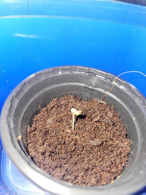 Atrocious auto. Week 0