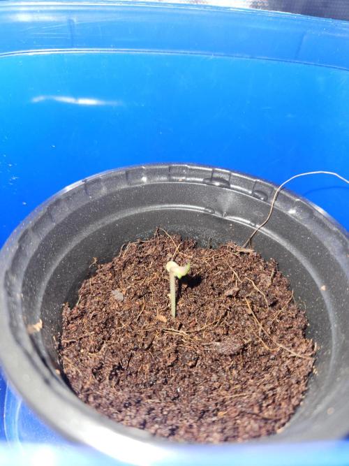 Atrocious auto. Week 0