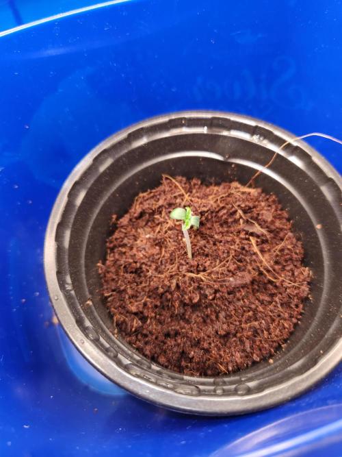 Atrocious auto. Week 0