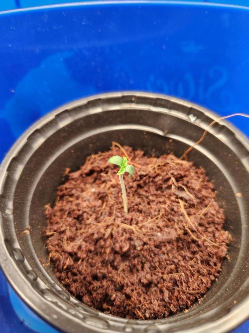 Atrocious auto. Week 0