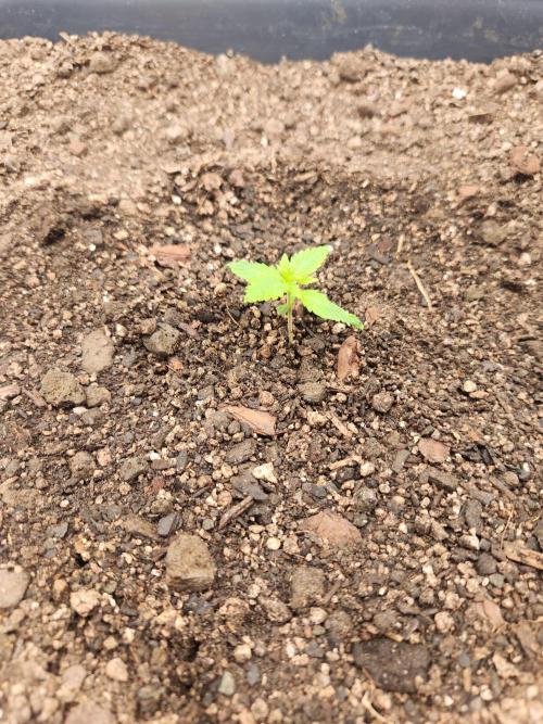 Atrocious auto. Week 1