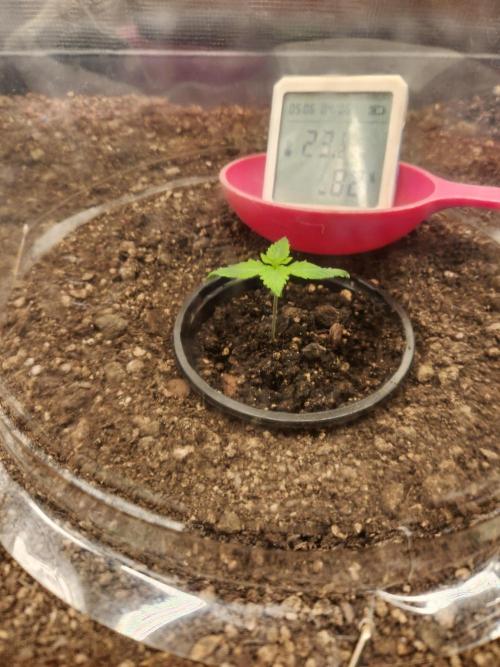 Atrocious auto. Week 1