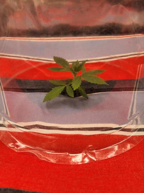 Atrocious auto. Week 2