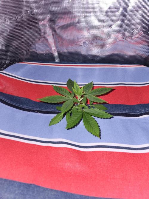Atrocious auto. Week 3