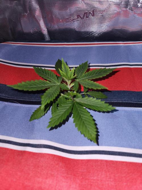 Atrocious auto. Week 3