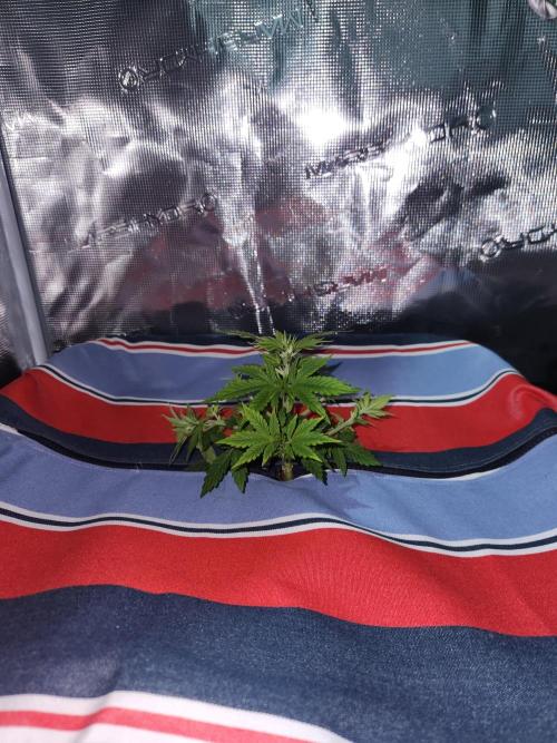 Atrocious auto. Week 4