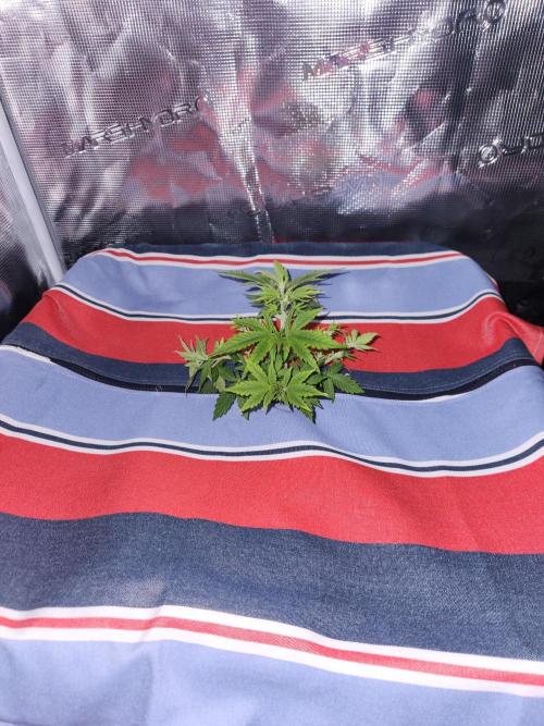 Atrocious auto. Week 4