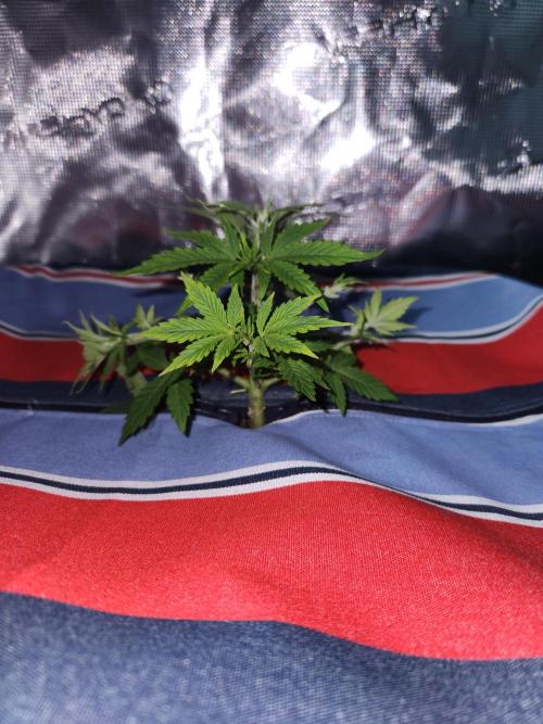 Atrocious auto. Week 4