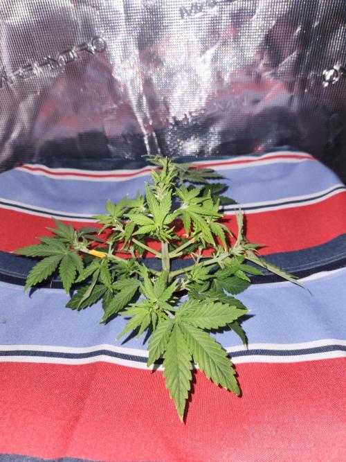 Atrocious auto. Week 5