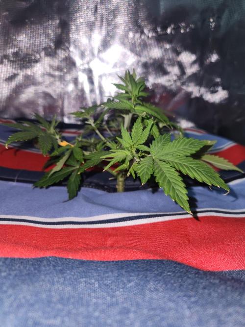 Atrocious auto. Week 5