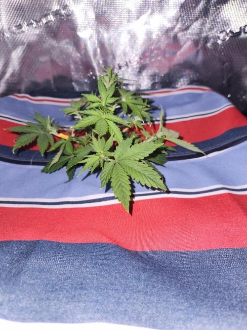Atrocious auto. Week 5