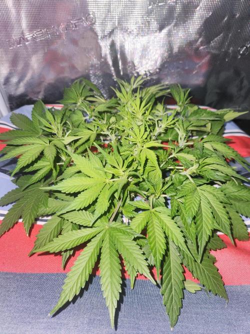 Atrocious auto. Week 6