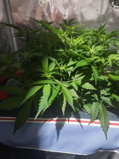 Atrocious auto. Week 7
