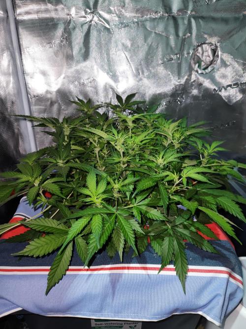 Atrocious auto. Week 7