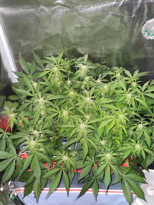 Atrocious auto. Week 8