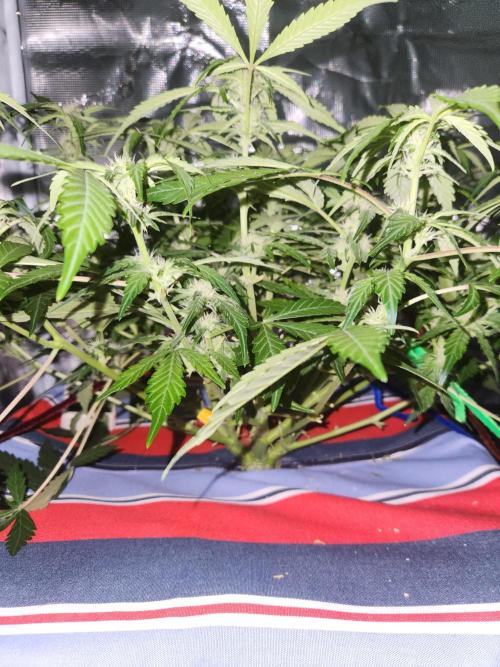 Atrocious auto. Week 8