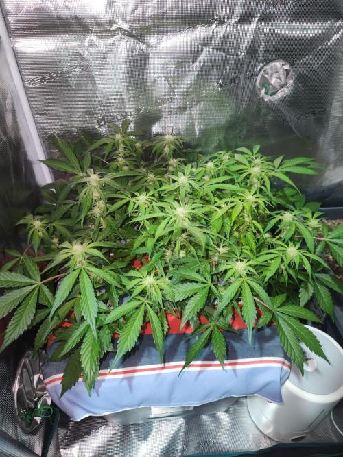 Atrocious auto. Week 8