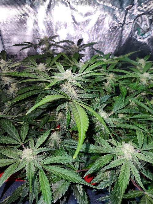 Atrocious auto. Week 9