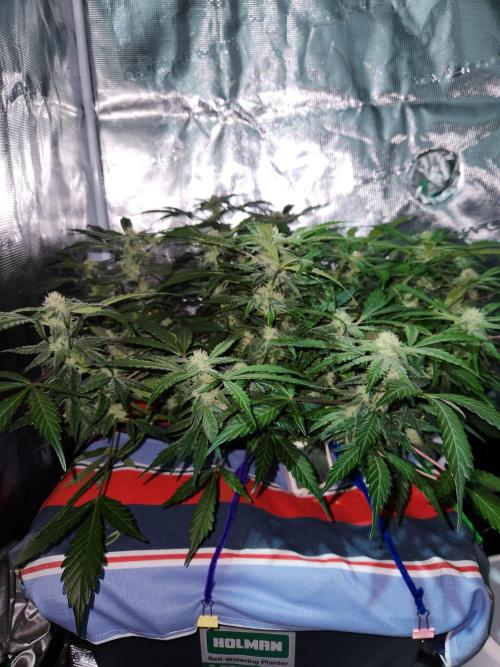 Atrocious auto. Week 9