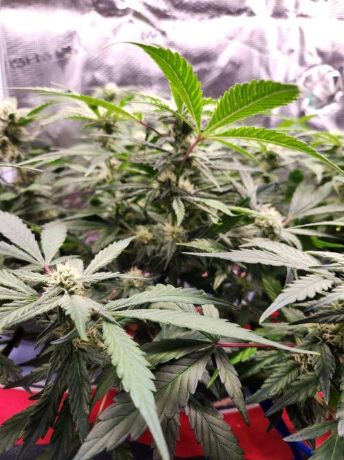 Atrocious auto. Week 9