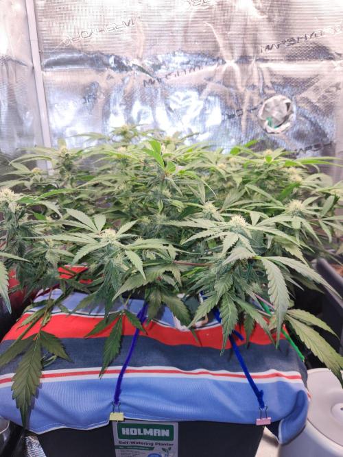 Atrocious auto. Week 9