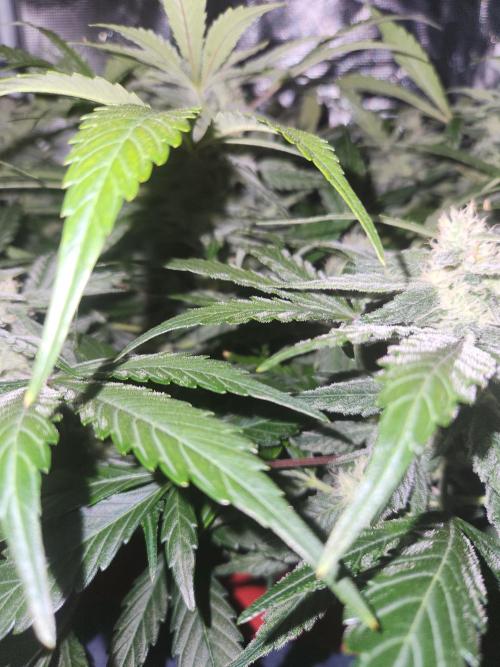 Atrocious auto. Week 10