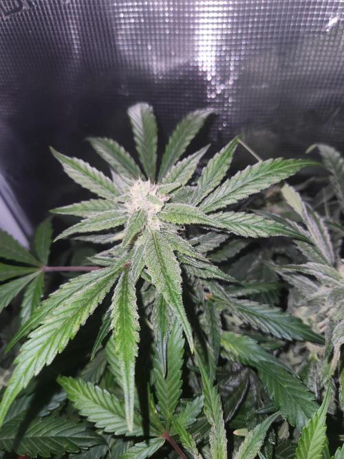 Atrocious auto. Week 10