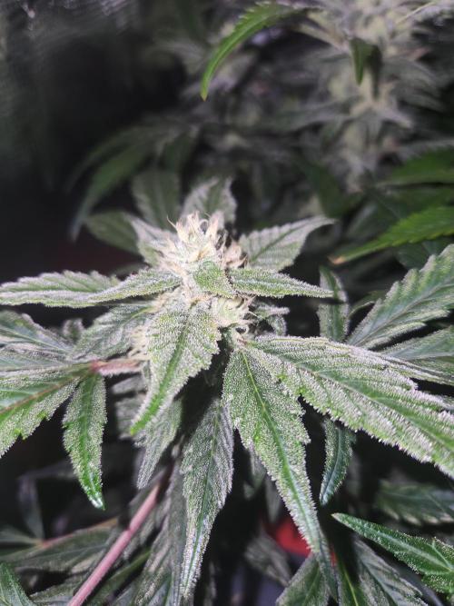 Atrocious auto. Week 10