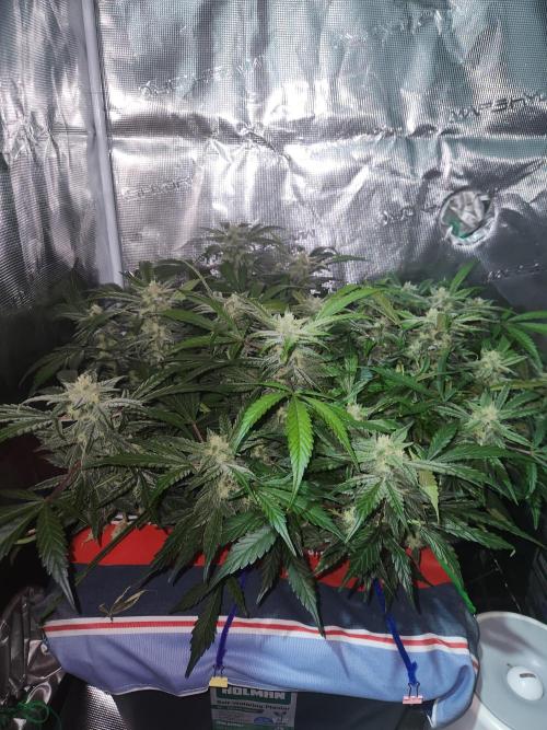 Atrocious auto. Week 10
