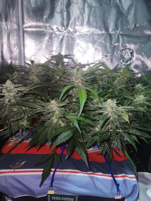Atrocious autoflower. Week 10