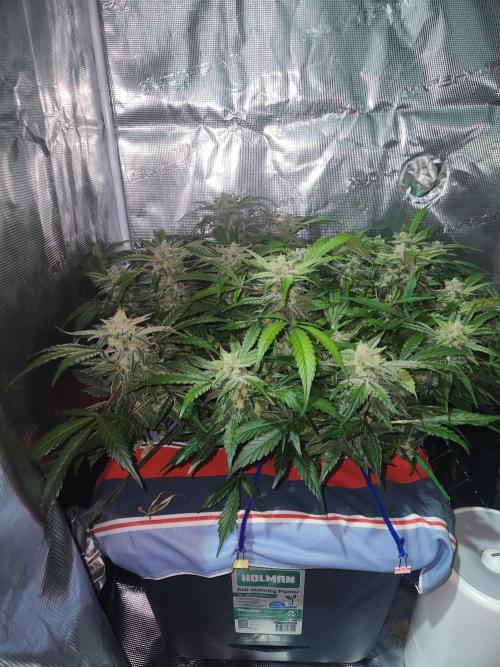 Atrocious auto. Week 11